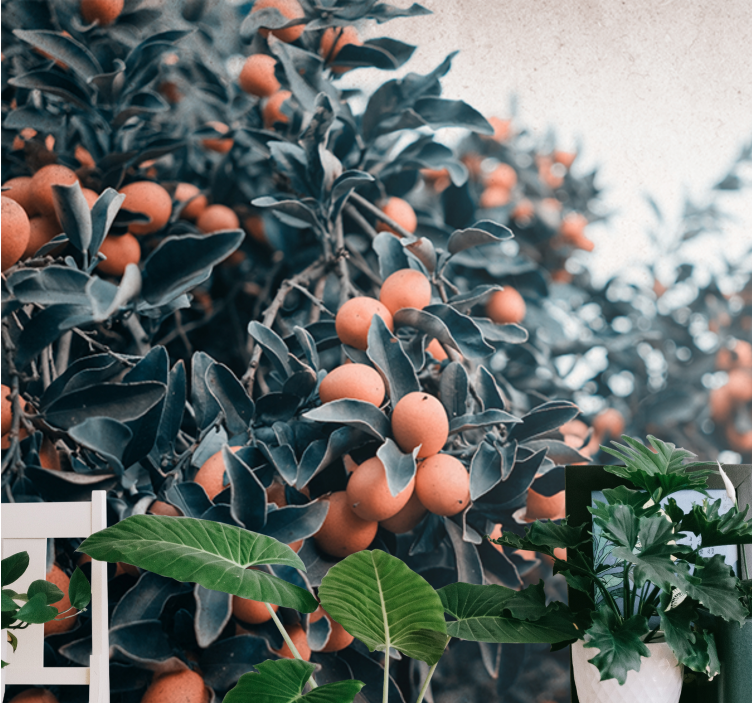 Fototapeta w kwiaty gałązka cytrusowa - TenStickers