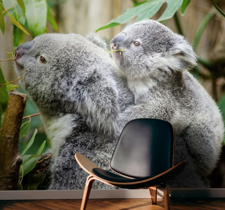 Fototapeta zwierzęta koala na drzewie - TenStickers
