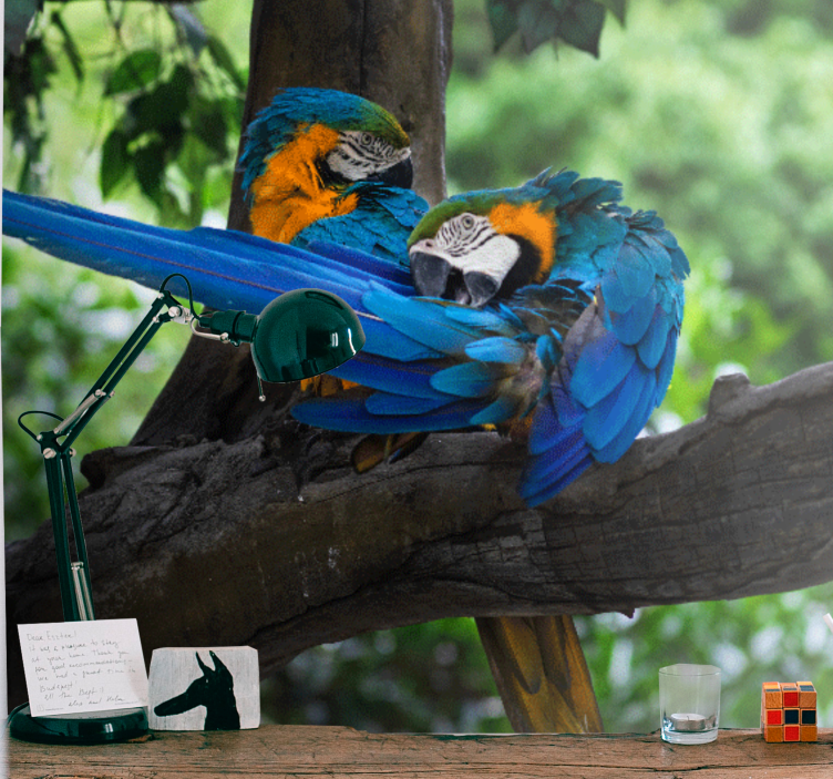 Fototapeta zwierzęta para kolorowych ary - TenStickers