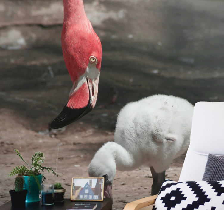 Fototapeta zwierzęta pisklę flaminga - TenStickers