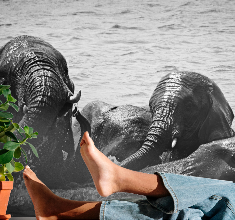 Fototapeta zwierzęta słonie w cieczy - TenStickers