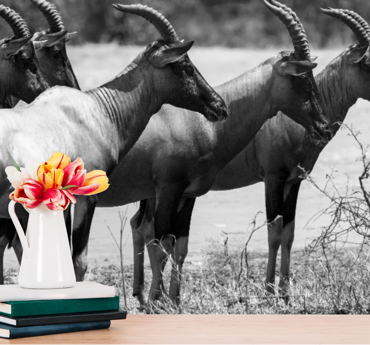 Fototapeta zwierzęta stado antylop afrykańskich - TenStickers