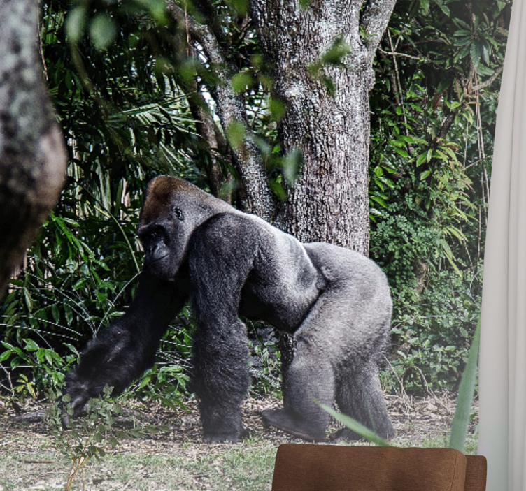 Fototapeta zwierzęta wspaniały wędrujący goryl - TenStickers