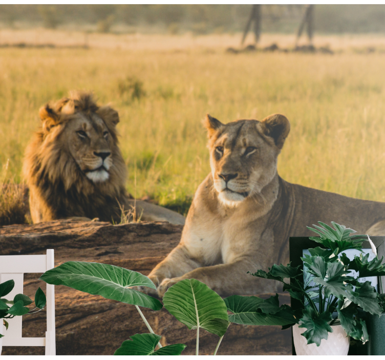 Tapeta lwy para majestatycznych lwów - TenStickers