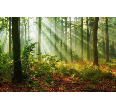 Fototapeta las z naturalnym światłem w lesie - TenStickers