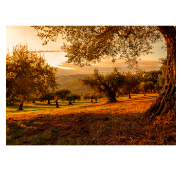 Fototapeta drzewa oliwne - TenStickers