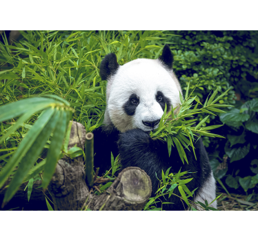 Fototapeta bambus i panda - TenStickers