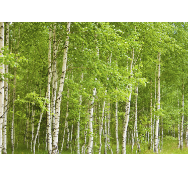 Fototapeta lasek brzozowy - TenStickers