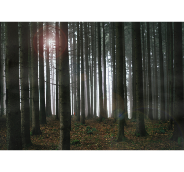 Fototapeta drzewa leśne - TenStickers