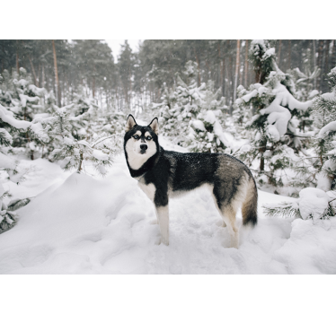 Fototapeta las z psem husky w zimę - TenStickers
