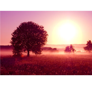 Fototapeta natura zachód słońca z sylwetką drzewa - TenStickers