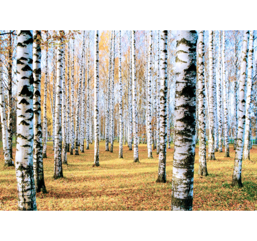 Fototapeta las z pejzażem brzozowym - TenStickers