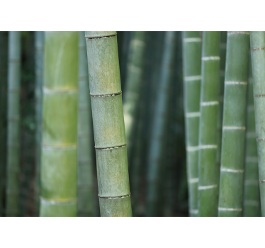 Fototapety natura las bambusowy - TenStickers