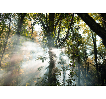 Fototapeta las spokojna atmosfera lasu - TenStickers