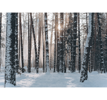 Fototapeta las zimowe lasy sosnowe - TenStickers