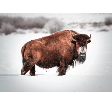Fototapeta zwierzęta wspaniały bison w stanie - TenStickers