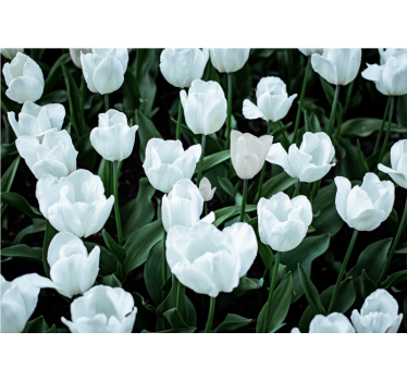 Tapeta na ścianę Białe tulipany - TenStickers
