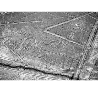 Fototapeta zwierzęta pająk z nazca - TenStickers