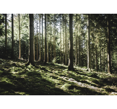 Fototapeta las scena spokojnego lasu - TenStickers