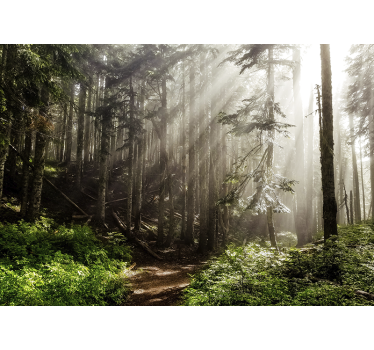 Fototapeta natura mglisty las w perspektywie - TenStickers