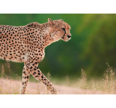 Fototapeta zwierzęta gepard w ruchu - TenStickers