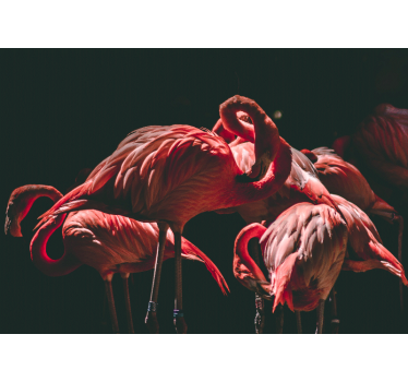 Fototapeta zwierzęta flamingi w spokoju - TenStickers