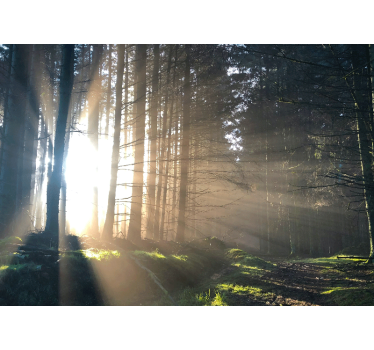 Fototapeta las Świecąca leśna Ścieżka - TenStickers