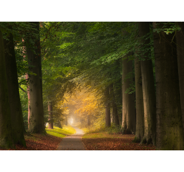 Fototapeta natura scena leśnej ścieżki - TenStickers
