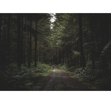 Fototapeta natura zielony leśny szlak - TenStickers