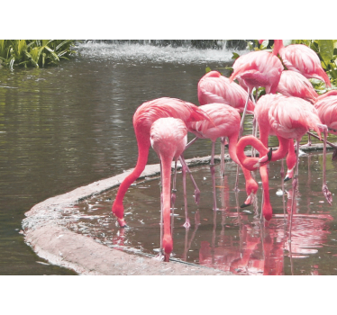Fototapeta zwierzęta zgromadzenie flamingów - TenStickers