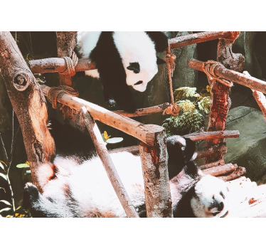 Fototapeta zwierzęta scena zabawy z pandami - TenStickers