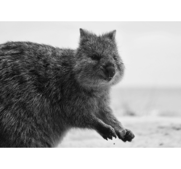 Fototapeta zwierzęta bliskie ujęcie wyrazu wombata - TenStickers