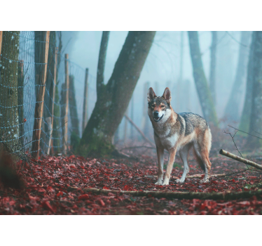 Fototapeta zwierzęta wilk w mglistym lesie - TenStickers