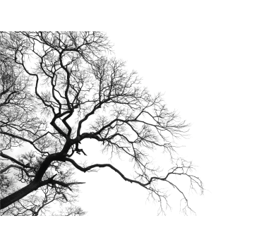 Fototapeta w drzewa silhouette bezlistnych gałęzi - TenStickers