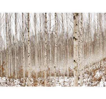 Fototapeta las w śnieżnym lesie brzozowym - TenStickers