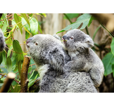 Fototapeta zwierzęta koala na drzewie - TenStickers