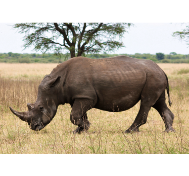 Fototapeta zwierzęta nosorożec na serengeti - TenStickers