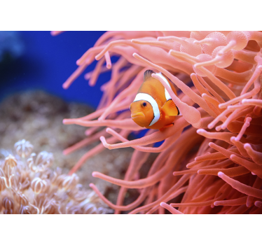 Fototapeta zwierzęta rybka clown wśród anemonów - TenStickers