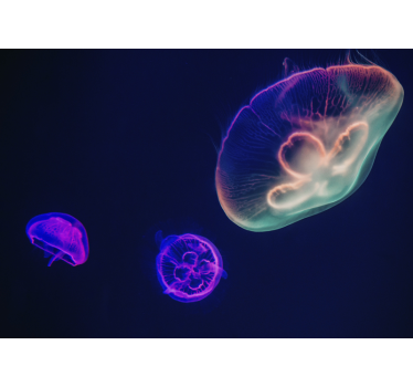 Fototapeta ocean meduzy - TenStickers