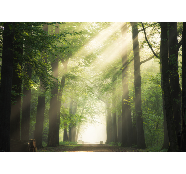 Tapetya natura słońce między drzewami w lesie - TenStickers