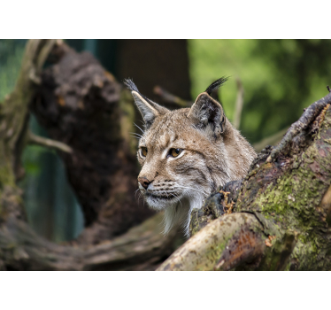 Fototapeta zwierzęta ryś w naturze - TenStickers