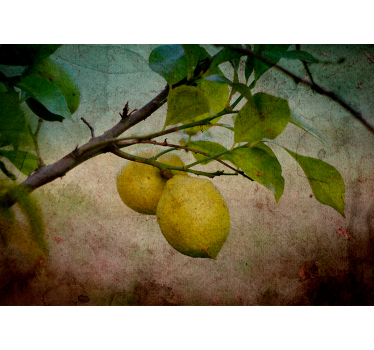 Drzewo cytrynowe w stylu vintage do kuchni - TenStickers