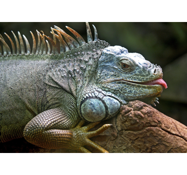 Fototapeta do pokoju młodzieżowego zwierzę Iguana - TenStickers