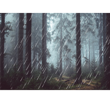 Fototapeta las spokojny deszczowy - TenStickers