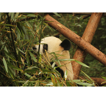 Fototapeta zwierzęta panda wśród bambusów - TenStickers