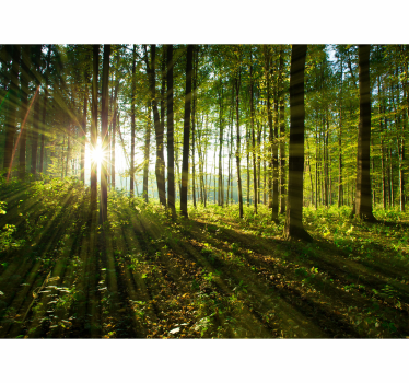 Fototapeta natura promienny blask leśny - TenStickers