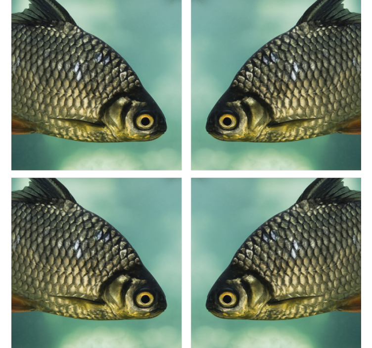 Podkładki pod kubek ryby karp - TenStickers