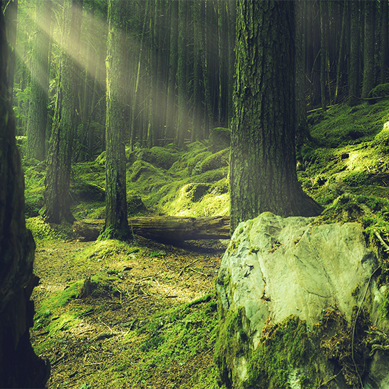 Plakat do salonu kamienie z mchem w lesie - TenStickers