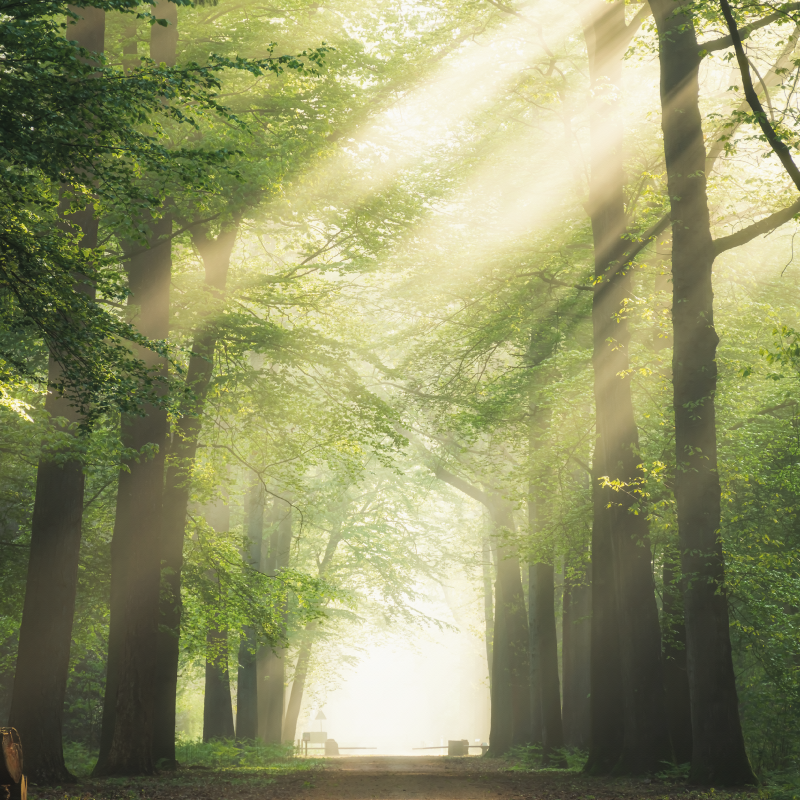 Plakat do salonu zielony las z promieniami słońca - TenStickers