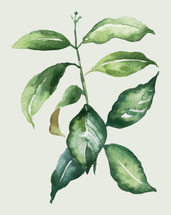 Plakat kwiaty i rośliny liść palmy limonki - TenStickers